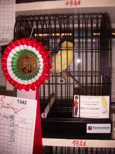24 Lancashire Coppy giallo femmina campione regionale lazio 2007.jpg